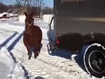 Alpacas Try To Attack A Delivery Driver
