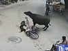 Always Give Way To Cows