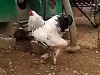 An Enormous Cock