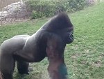 Angry Gorilla Cracks The Glass Trying To Kill Some Folks
