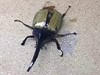 Beetles With A Giant Fucking Claw For A Head Exists