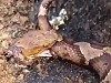 Beheaded Snake Tries To Eat Itself
