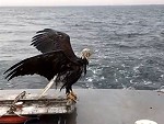 Boaties Rescue A Sinking Eagle On The Lake

