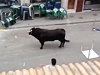 Bull Stops To Make A Withdrawal During Running Of The Bulls