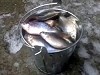 Caught A Whole Bucket Full Of Fish