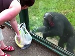 Chimps Fucking Love Mountain Dew
