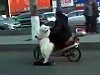Clever Dog Rides A Scooter To Work