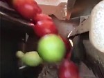 Clever Machine Sorts The Unripe Tomatoes During Packing
