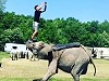 Correct Way To Mount An Elephant