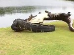Couple Of Huge Gators Do Battle On The Golf Course

