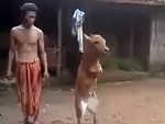 Cow Learned To Walk On Its Front Legs After Someone Ate Its Arms
