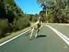 Cyclist Encounters A Kangaroo And Manages To Keep It Up