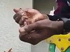 Dad Removes A Wasps Nest With His Bare Hands Holy Shit