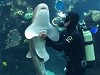 Diver And Shark Have A Special Relationship