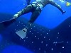 Diver Didn't See A Whale Shark Coming Right At Him