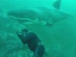 Diver Has A Close Call With A Great White Shark
