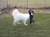 Dog Beautifully Tackles A Little Dude