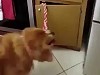 Dog Has Learned The Art Of Communication
