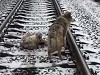 Dog Stays On The Train Tracks With His Injured Friend