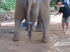 Elephant Births Aint Pretty