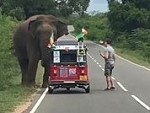 Elephant Doesn't Like Tourists
