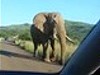 Elephants Tests Out The Car Seat With Its Giant Ass