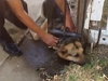 Fire Fighters Rescue A Shepherd From An Unusual Predicament