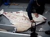Fisherman Demonstrates How To Clean A Huge Halibut
