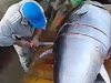 Fisherman Gets Busy Slicing Up Their Giant Tuna