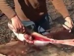 Fisherman Wasn't Expecting To Find That Inside The Fishes Stomach
