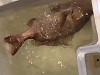 Fresh Frozen Fish
