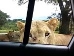 Friendly Lion Opens The Car Door To Say Hi
