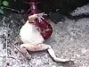 Frog Has No Chance Against A Centipede