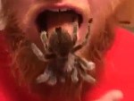 Ginger Stores Spiders In His Mouth
