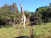 Giraffe Gives Chase And Its Kind Of Scary