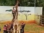 Giraffe Got Itself Stuck In A Tree
