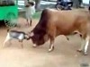 Goat Refuses To Back Down From The Cow