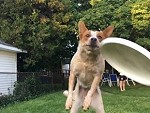Great Shot Of A Flying Dog Catching A Frisbee
