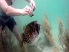 Guy Saves An Ugly Ass Puffer Fish From A Discarded Net