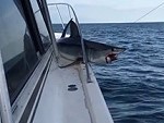 Hooked Shark Jumped Up On The Boat
