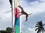 How High Can A Dog Jump
