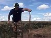 How To Truly Kill A Rattle Snake
