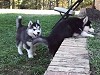 Huskie Puppy Helps Out His Huskie Sibling