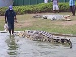 Its Croc Feeding Time Wow

