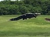 Just A Ginormous Gator Cruising The Golf Course