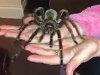 Just Playing With The Pet Spider