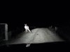 Kangaroo Attacks A Car On A Dark Road