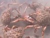 King Crab Enjoy A Fresh Octopus