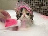 Kitty Taking A Bath Is Disturbingly Adorable