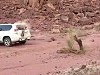 Land Cruiser Unsuccessfully Pulls Out A Tree Stump